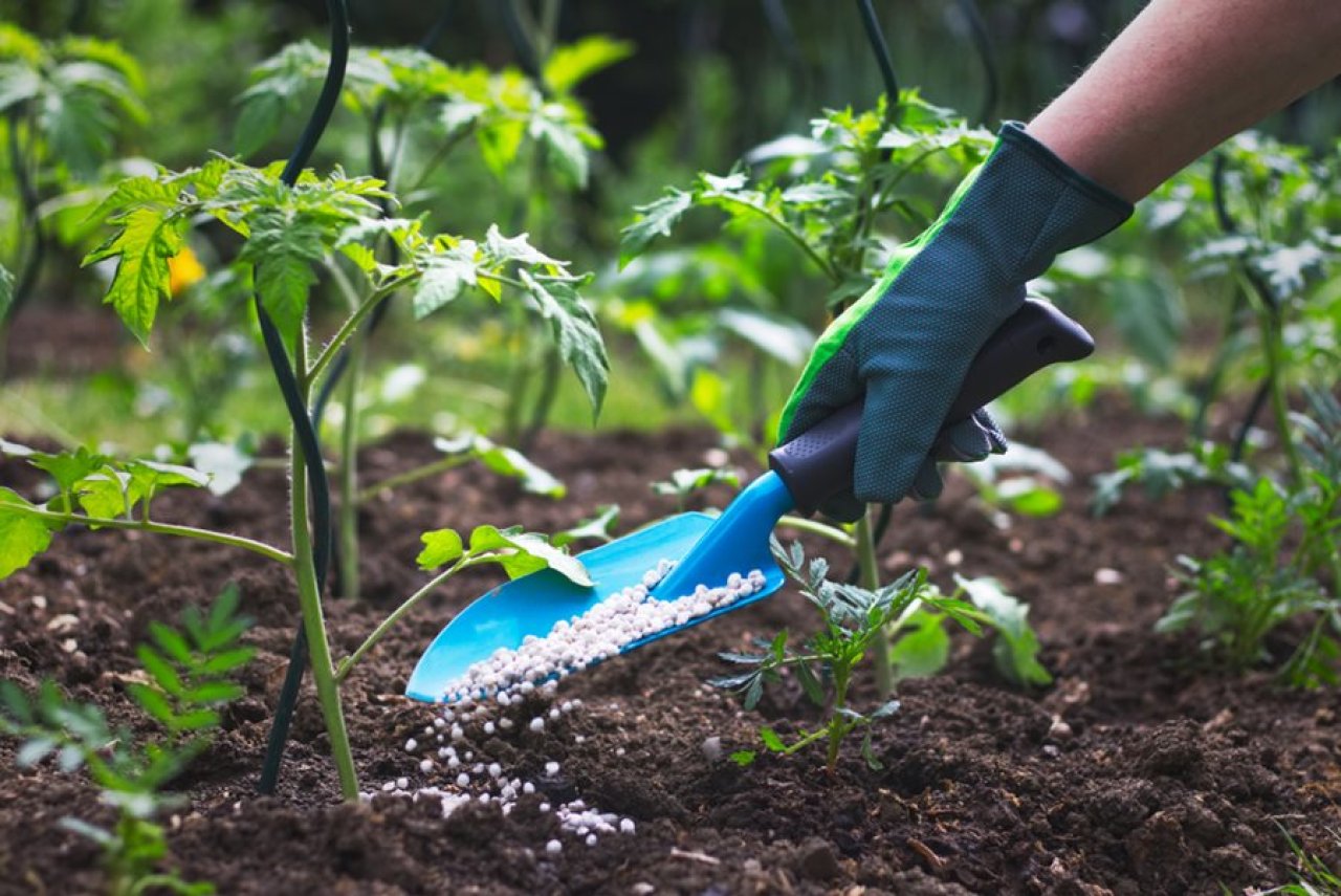 Hnojení rostlin rajčat pevným hnojivem